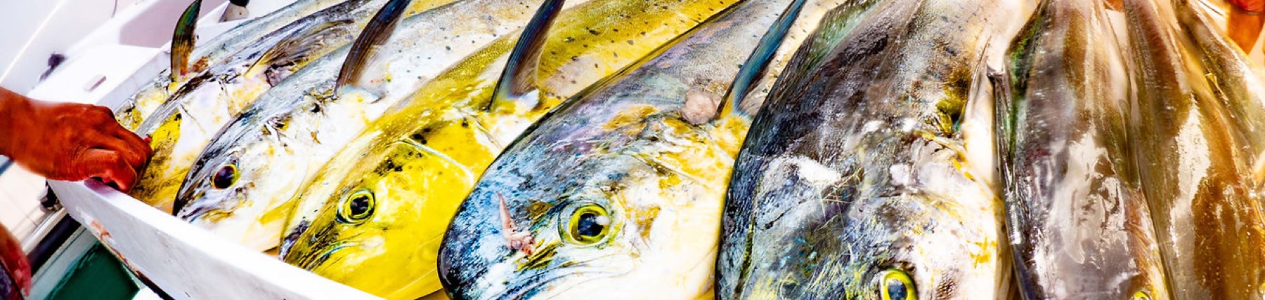 Mahi mahi